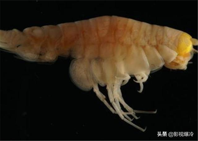 马里亚纳海沟6000米下出现新物种，科学家却“为