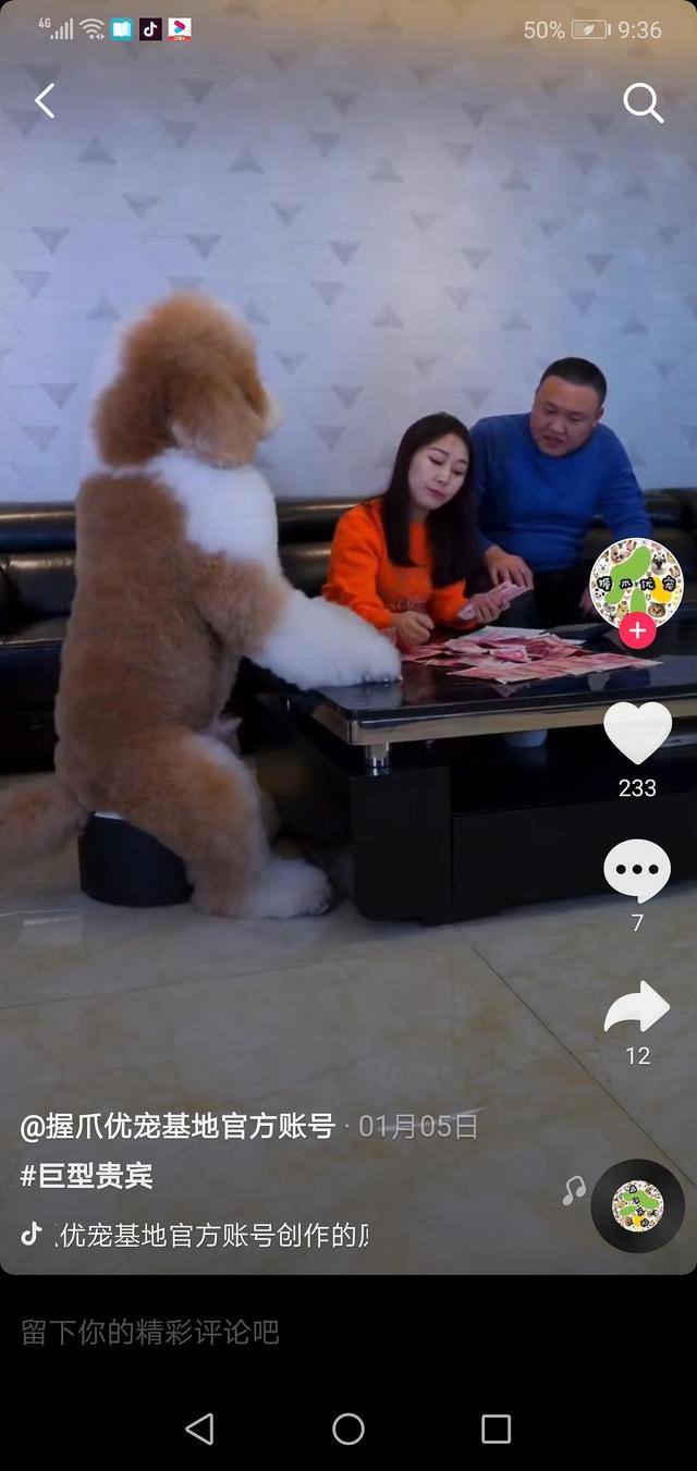 150斤的巨型泰迪，是泰坦吧！