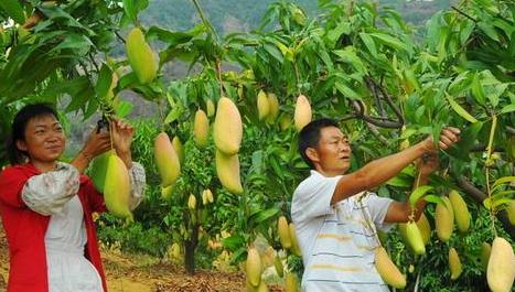 美国农民陷入困境，新西兰放生了180吨龙虾，中国特产却步步回升