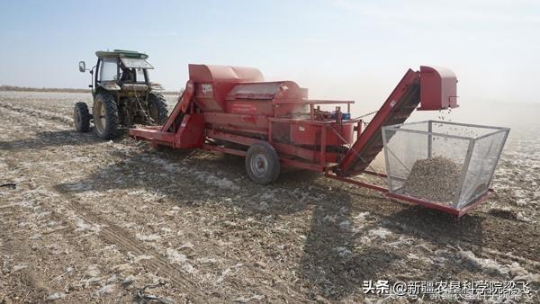 滴灌玉米生育中后期，如何管理好叶片及水肥管理策略