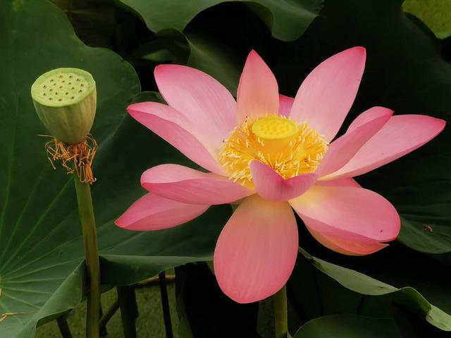 菏澤曹州牡丹園的荷花開了