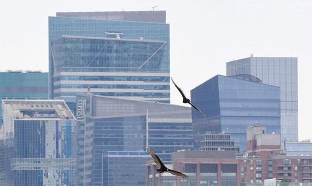 大批秃鹫现身纽约领空，特朗普突然通告海外，下达禁令全球哗然