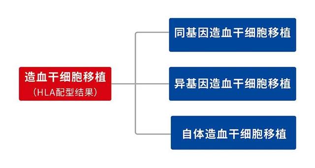 从配型（HLA）看造血干细胞移植方案的选择