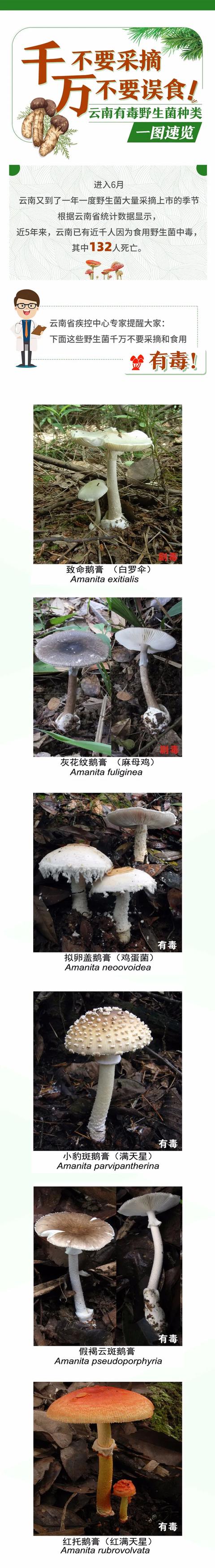 认清这些有毒野生菌，眼睛不会冒“金星”| 心连心