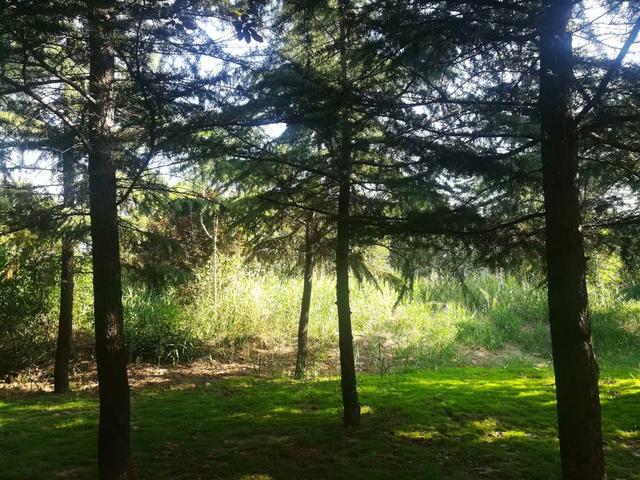 阎良：锦绣公园里的风景！