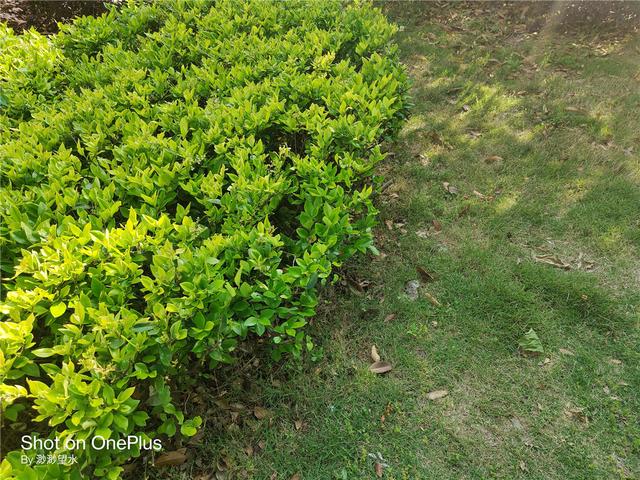 OnePlus 8 Pro深度体验！高素质屏幕下的真安卓旗舰