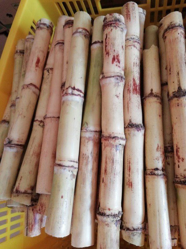 最费人工的甘蔗，木格白玉蔗甘蔗，你见过像树一样的甘蔗吗