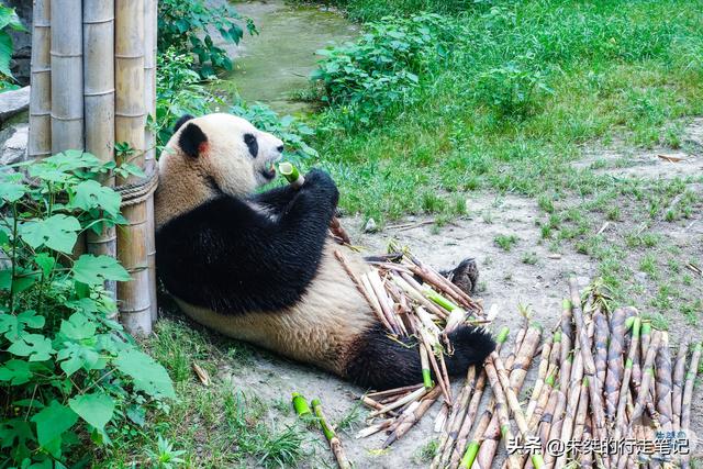 全国首个大熊猫落户的县级基地，是西湖边那片竹海的核心景区