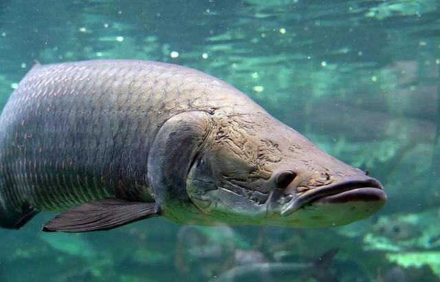物种百科：巨骨舌鱼