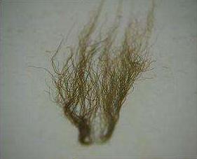 农民捡到一长满白发的石头，专家鉴定后，立马封锁整个村子