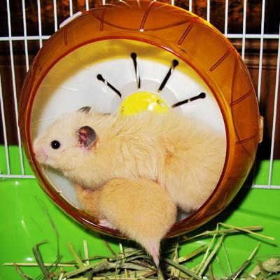 西施熊