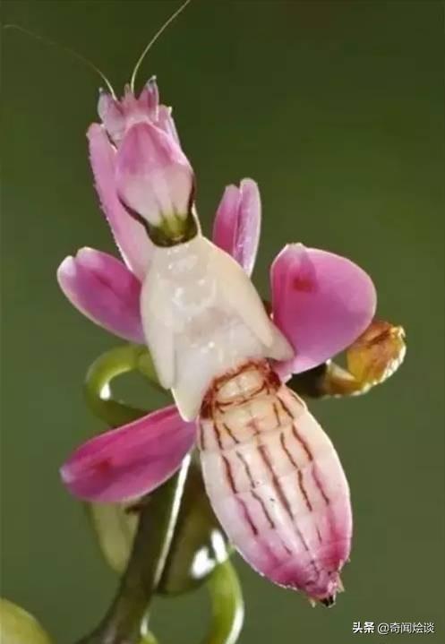 这就是神奇的大自然！这么奇妙的动物我第一次