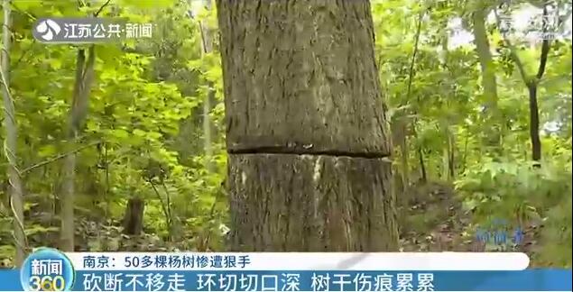 南京：“杀害”树木也入刑！附近居民：手段残忍
