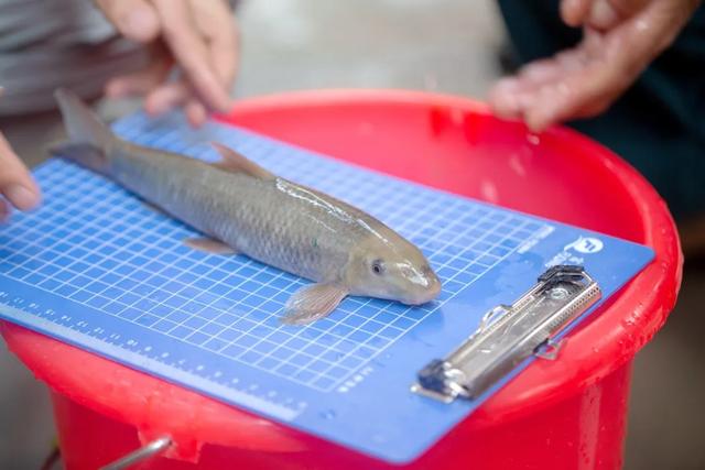 金沙江烏東德水電站尾水集魚(yú)試驗(yàn)取得階段性成果