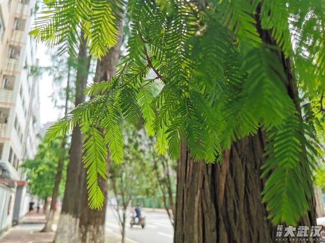 武汉科技大学，神一样的大学