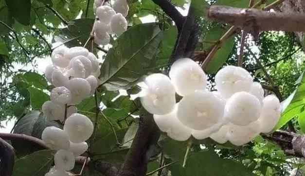 听说这是“杂交”水果火了！比蜂蜜还甜，卖高
