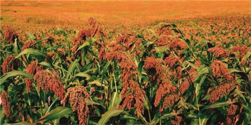 �������������ı�����Ƚ��������ϾƵ��׺������