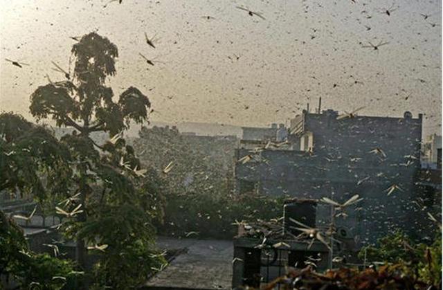 『多地』印度首都多地出现大量蝗虫群 密密麻麻遮天蔽日