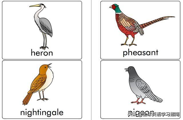 图片[35]-113张图让你记住所有动物类英语单词，分类汇总，建议收藏起来-笑傲英语网