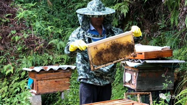 长汀宣成：贫困户深山养蜂酿造“甜蜜生活”