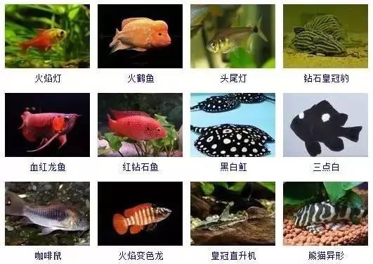 359種常見(jiàn)觀賞魚(yú)圖譜，收好不謝