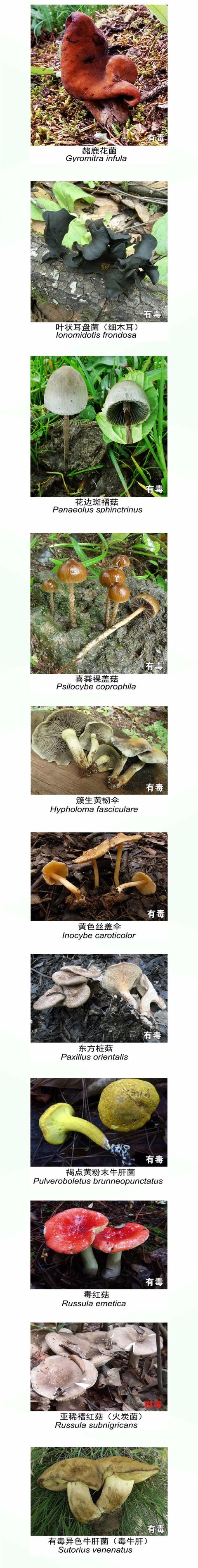 认清这些有毒野生菌，眼睛不会冒“金星”| 心连心