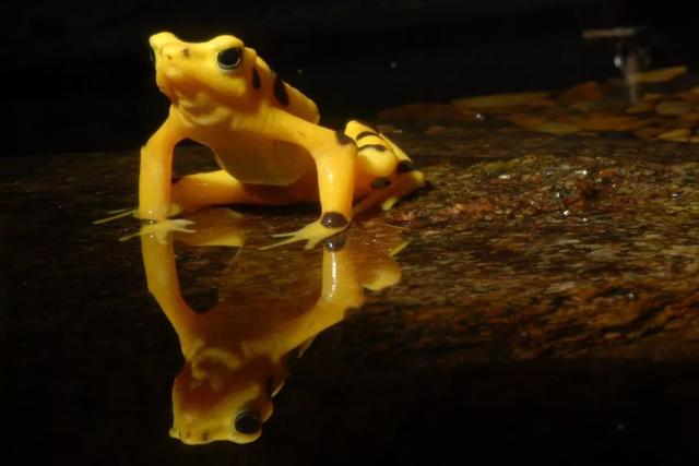 物种百科：巴拿马金蛙