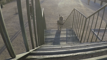 一生认一人！离开军营那一刻，退役警犬跳车飞