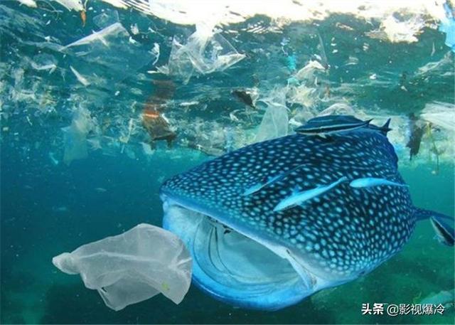 马里亚纳海沟6000米下出现新物种，科学家却“为