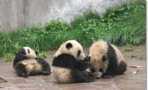 日本人吐槽大熊猫太脏，不干净！中国网友的回