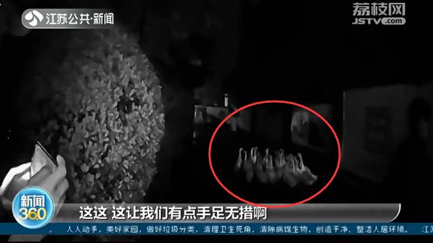 宿迁：一群大白鹅任性“离家出走”民警喊话快来派出所认领