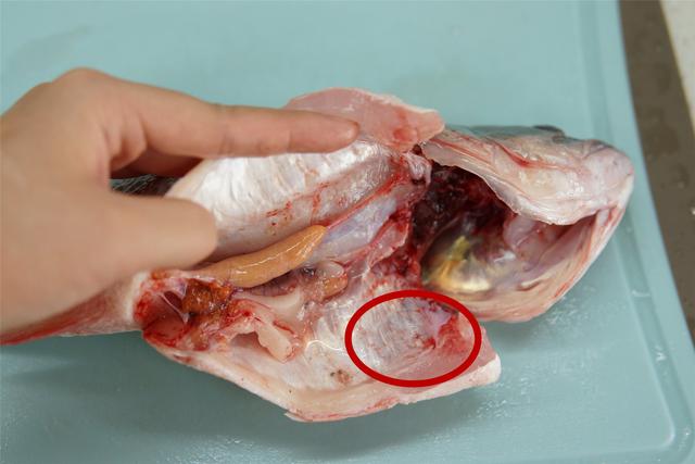 做清蒸鱼，别只会放葱姜，去掉鱼身上这些部位，鱼肉没腥味还鲜嫩