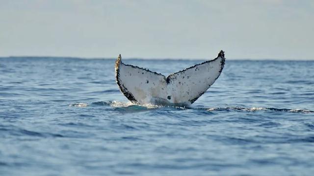来了！4万多头座头鲸浩浩荡荡逼近悉尼港！气势