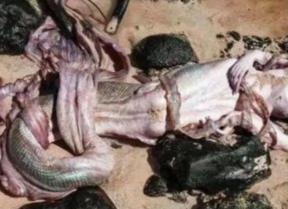 世界上真的存在美人鱼吗？40年前，中国捕捞到的异性怪物是什么？