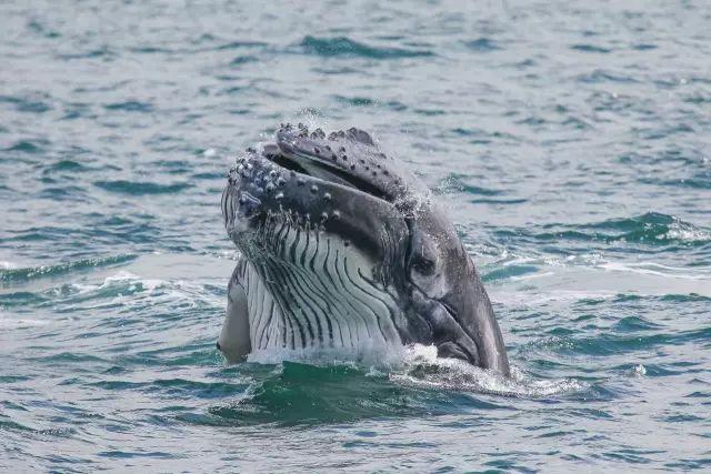 来了！4万多头座头鲸浩浩荡荡逼近悉尼港！气势