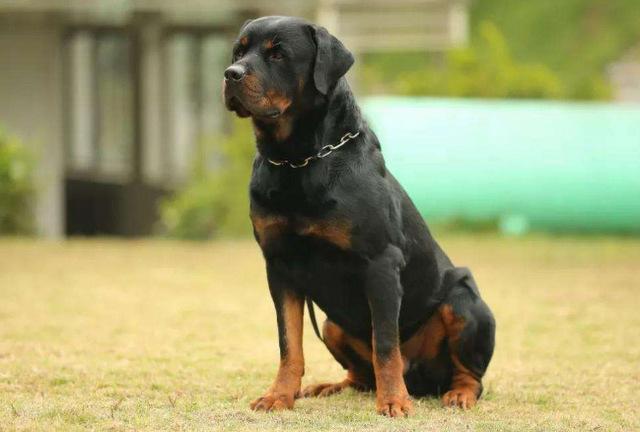 世界10大最强悍的狗，有不少都是被禁养的，你有养过吗？