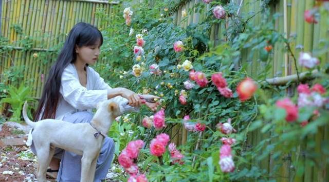 李子柒在海外发布泡菜和端午节粽子视频惨遭举