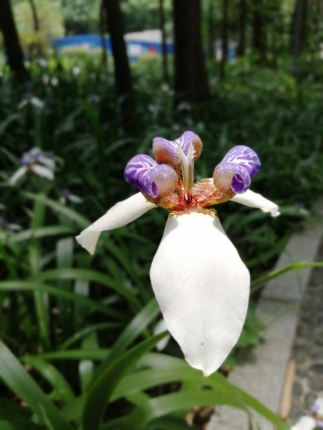 夏天来了，到南宁市里的这个天然氧吧，走花路