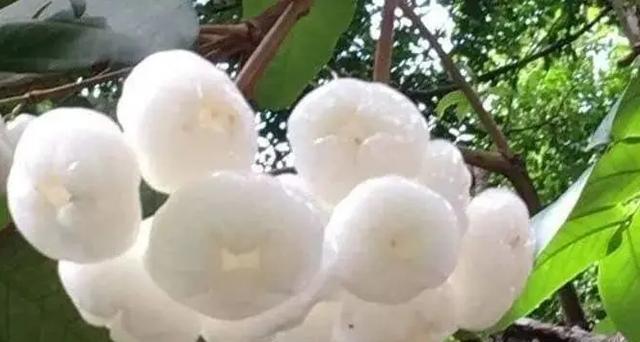 听说这是“杂交”水果火了！比蜂蜜还甜，卖高