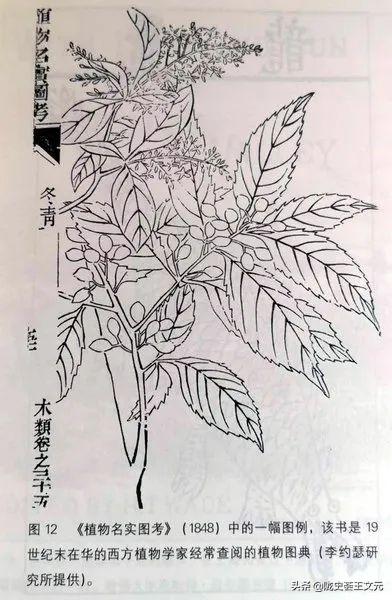 风帆时代，东方的植物是如何漂洋过海，​运到英国植物园的？