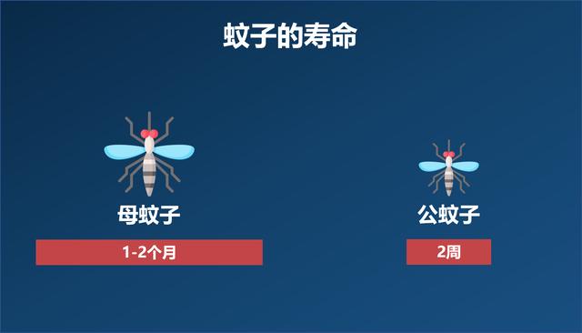 交配后才吸血？蚊子如何在短暂的一生中，让我们对其深恶痛绝？