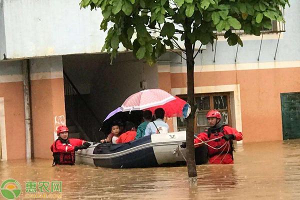 湖北强降雨已致超65万人受灾，农作物如何做好防治措施？