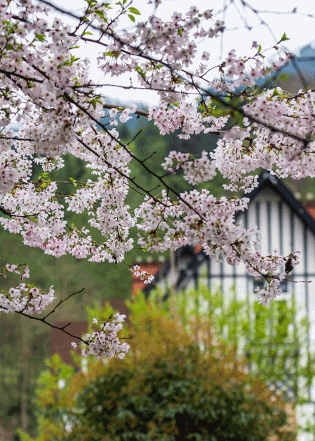 you成都 2020成都最有味儿的小镇