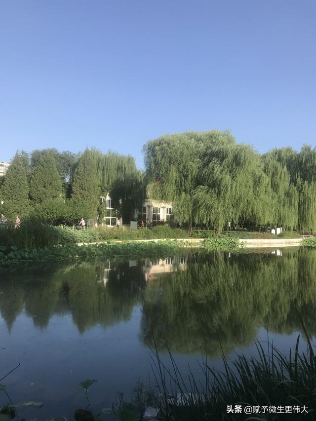 一湖早饮——各色花木一早鲜