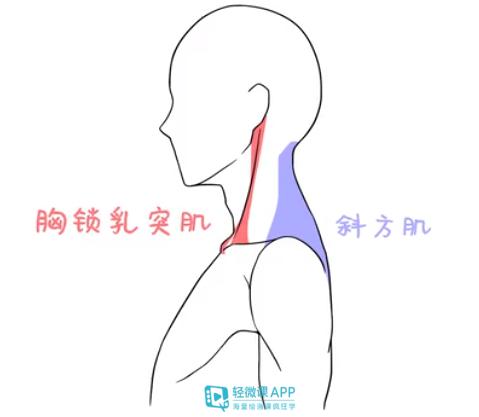 动漫头颈肩怎么画好人物头颈肩画法讲解