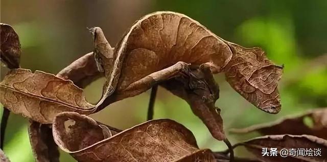 这就是神奇的大自然！这么奇妙的动物我第一次