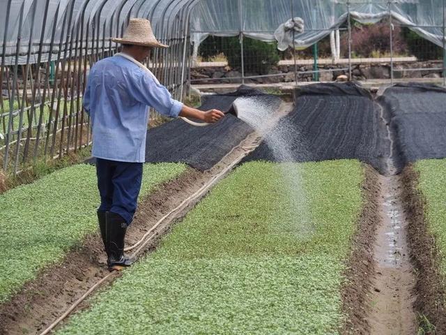 北方暴晒高温，南方暴雨连连，蔬菜可咋整？