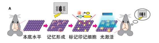 ������ʲô���ܳ���С����ϸ�����ܣ�