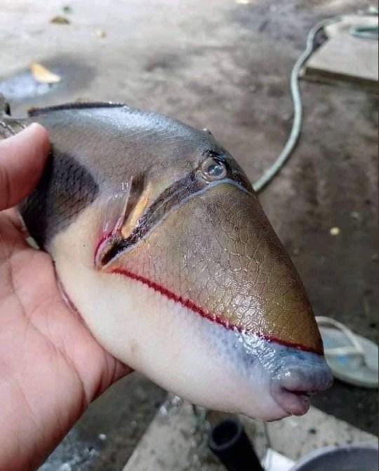 炸弹鱼有一副坚硬的牙齿,很多鱼类都怕它,不过它最喜欢吃的是海星和