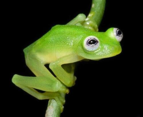 物种百科：玻璃蛙